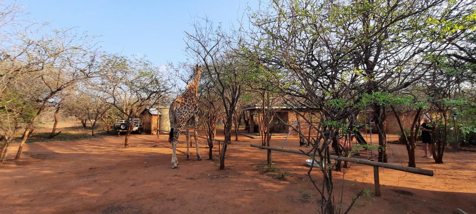 462 Bosbok Chalets Marloth Park Exterior foto