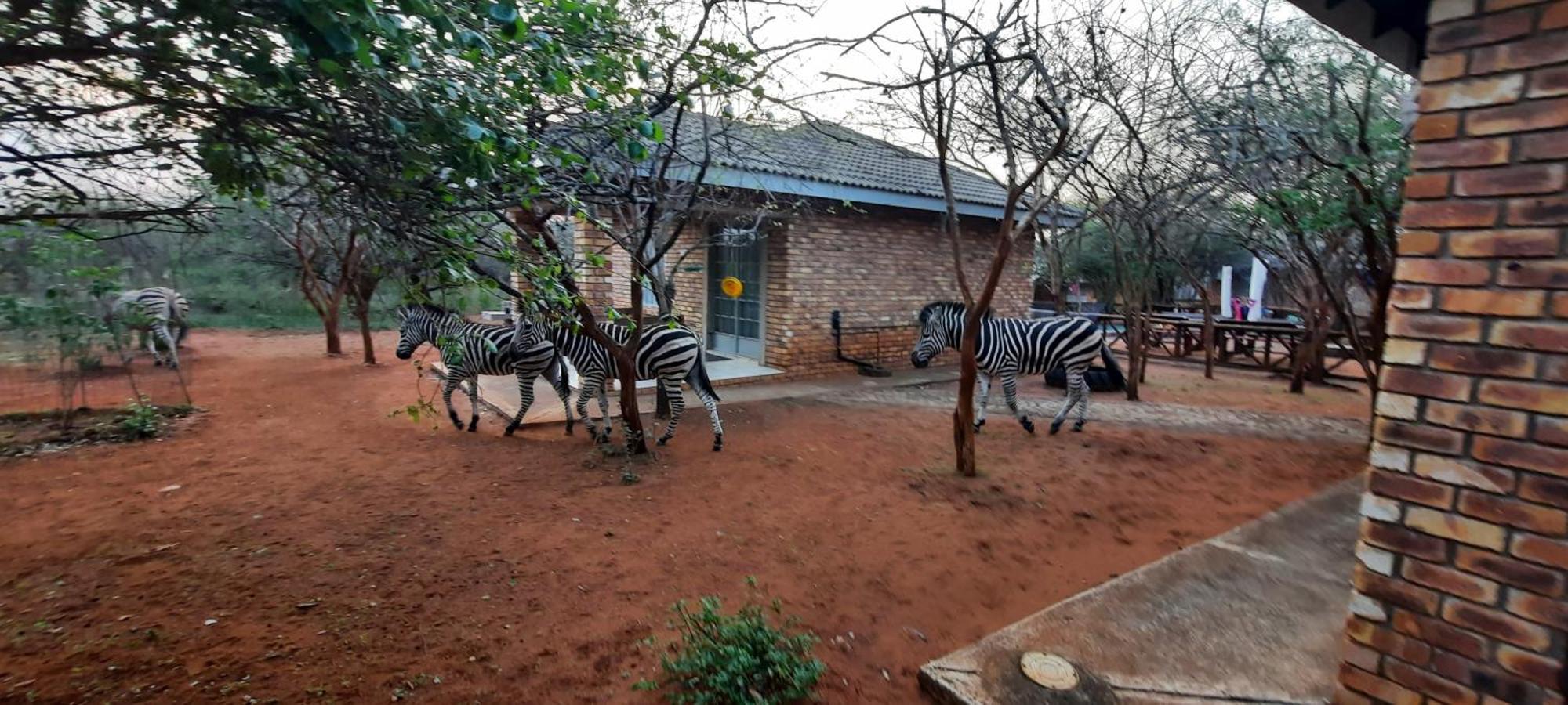 462 Bosbok Chalets Marloth Park Exterior foto